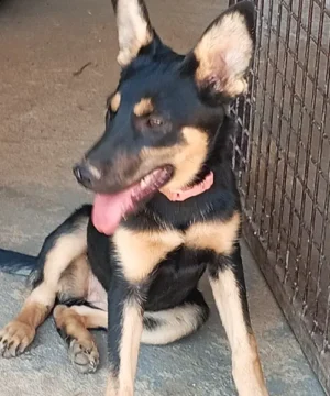 cachorra mestiza de pastor alemán
