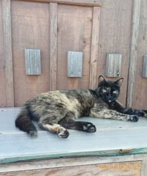 Gata Garey en adopción buscando un hogar responsable