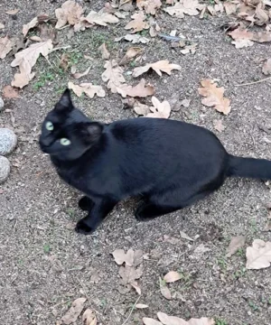 Gatita negra llamada Goldberg, sociable y curiosa, busca un hogar definitivo.