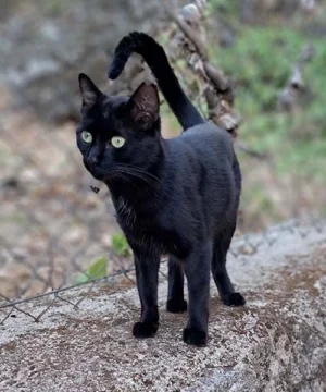Goldberg, gatita negra de un año en adopción, esterilizada y muy cariñosa.