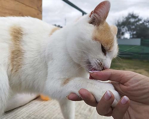 Cajal es un gatito con leucemia felina