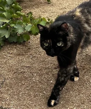 Garey, gata rescatada en busca de adopción y amor