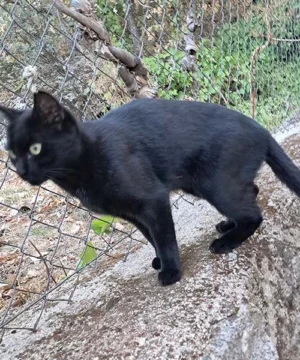 Primer plano de Goldberg, gata negra de mirada dulce y curiosa, en busca de adopción.