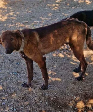 Pastor mallorquín en adopción
