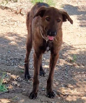 Perro rescatado busca hogar