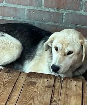 Amaia, perra mestiza de 2 años en adopción, tranquila y dulce.