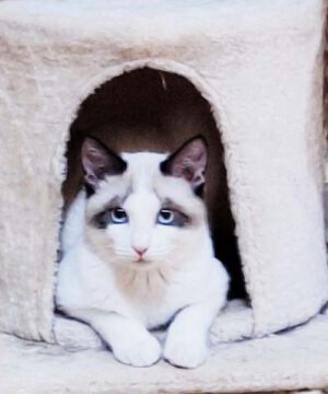 Amy, gatita mestiza siamesa de 5 meses en adopción, dulce y sociable.
