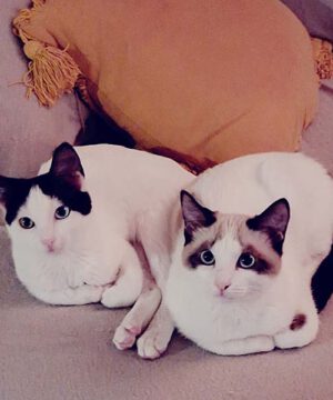 Amy y Bowie, gatitas hermanas muy unidas, buscan adopción conjunta.