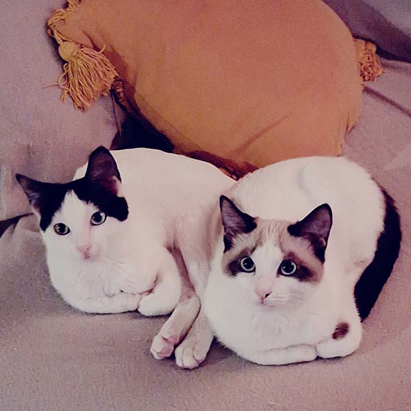 Amy y Bowie, gatitas hermanas muy unidas, buscan adopción conjunta.