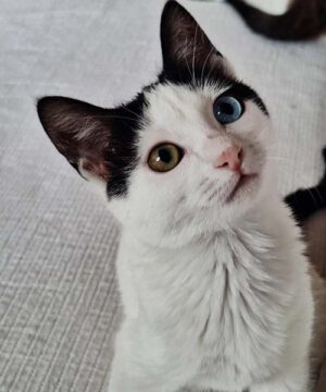 Bowie, gatita mestiza siamesa de 5 meses en adopción, cariñosa y juguetona.