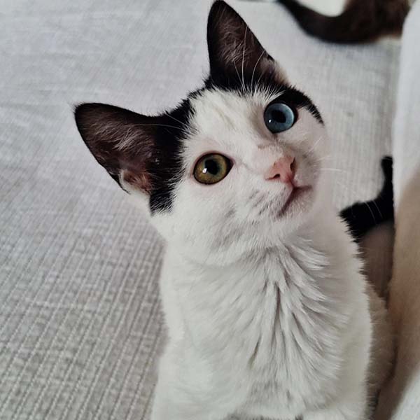 Bowie, gatita mestiza siamesa de 5 meses en adopción, cariñosa y juguetona.