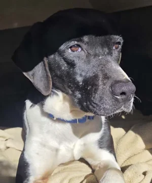 Katia, hembra mestiza simpática y agradecida, busca hogar definitivo.